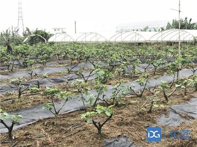 洪梅畅通线上线下渠道 助力疫情期间农产品销售解民忧