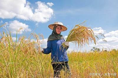农民专业合作社的初级农产品销售之路 挑战与策略