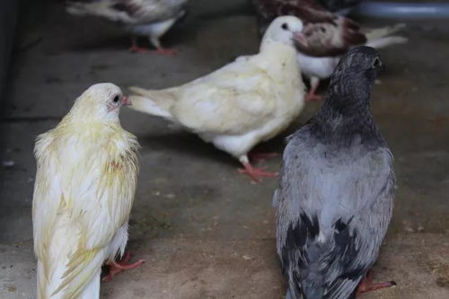 国家扶贫日 走进祖合村与祖关市场村，探访贫困户农产品产销新路