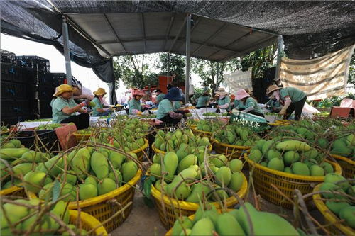 山货上头条，风味海南 抖音电商助力热带农产品销售新篇章